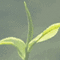 Upton Tea Imports - Online
