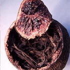 Kumquat Pu-erh from In Pursuit of Tea