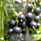 Black Currant Bai Mu Dan from 52teas
