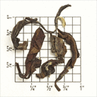 Organic Imperial Bai Hao Oolong from Upton Tea Imports