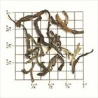 Sikkim Temi Estate FTGFOP (TN64) from Upton Tea Imports