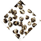 Dragon Pearl Jasmine Supreme from Eight Cranes