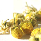 Camomile from Leaf