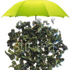 Premier Iron Goddess of Mercy - unroasted from Stir Tea