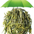 Dragonwell Longjing from Stir Tea