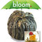 Flowering Tea - Shooting Star from Stir Tea