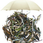 Premier White Peony from Stir Tea