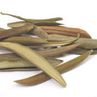 Organic Olive Leaf Infusion from Leaf