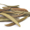 Organic Olive Leaf Infusion from Leaf