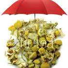 Chamomile Flower from Stir Tea