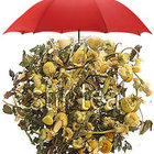 Rose Mint from Stir Tea