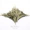 Early Spring Yunnan Silver Needles from Norbu Tea