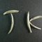 Organic Silver Needle White Tea from JK Tea Shop