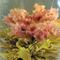 Carnation's Love Blooming Tea-Handmade from JK Tea Shop