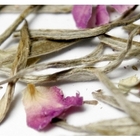 First Love from Red Leaf Tea