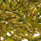 Dragonwell from Shanti Tea