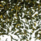 Ancient Forest Black from Shanti Tea