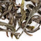 Wuyi Da Hong Pao from Adagio Teas