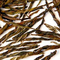 Thousand Arrows from Shanti Tea