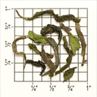 North Tukvar Estate 1st Fl Darjeeling SFTGFOP1 (DJ-24) TD63 from Upton Tea Imports