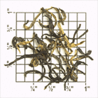 Silvery Jun Mee from Upton Tea Imports