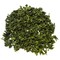 Tie Guan Yin 1er Grade from Terre de Chine, Paris France