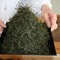 Temomi Shincha from Sugimoto America