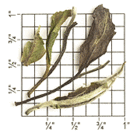 Organic Pai Mu Tan ZW56 from Upton Tea Imports