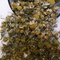 Egyptian Chamomile from Unknown