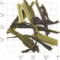 Green Tea Citronella from Upton Tea Imports