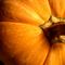 Pumpkin Patch Rooibos from Adagio Teas