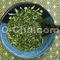 Uji Sencha Otsuusan from O-Cha.com