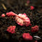 Decaf Raspberry from BourgeaTEA