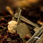 Detox from BourgeaTEA