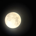 Full Moon Midnight from Adagio Teas