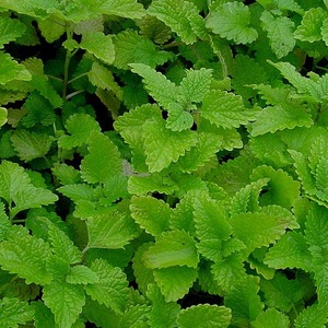 Lemon balm from Earth