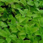 Lemon balm from Earth