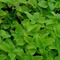 Lemon balm from Earth