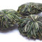 Lu Mu Dan Flowers (Green Peony) from Chicago Tea Garden