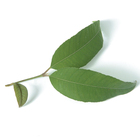 Organic Lemon Myrtle from Strand Tea Company