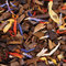 Mate Carnival from Chado