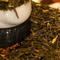 Mystic Dragon Tea from The Spice and Tea Exchange