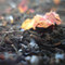 Cream of Earl Grey from Tea Desire