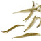 White Okayti Estate Darjeeling Silver Tips from Jing Tea
