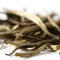 Hajua Estate Assam White Tea from Jing Tea