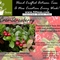 Cran-Strawberry Black Tea from 52teas