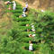 Light Roast Tie Guan Yin / Spring Melody from Mingshan Tea