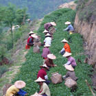 Light Roast Ti Kuan Yin / Spirit of Plum from Mingshan Tea