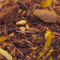 Baked Apple from Remedyteas