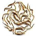Imperial Yunnan Gold from Imperial Tea Court